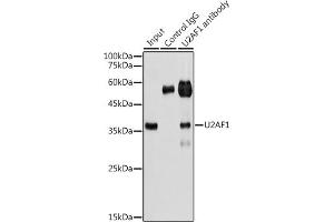 Immunoprecipitation analysis of 300 μg extracts of HeLa cells using 3 μg U2 antibody (ABIN6134442, ABIN6149752, ABIN6149755 and ABIN6217061). (U2AF1 抗体  (AA 1-100))