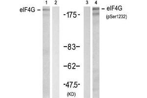Western blot analysis of extracts from 293 cell using eIF4G (Ab-1232) Antibody (E021514, Lane 1 and 2) and eIF4G (phospho-Ser1232) antibody (E011514, Lane 3 and 4). (EIF4G1 抗体)