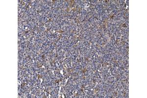 IHC analysis of FKBP135/FKBP15 using anti-FKBP135/FKBP15 antibody (ABIN7600397). (FKBP15 抗体  (AA 19-1210))