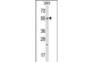 Western blot analysis in 293 cell line lysates (35ug/lane). (TTC23 抗体  (AA 137-165))
