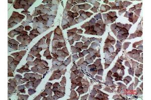 Immunohistochemistry (IHC) analysis of paraffin-embedded Rat Muscle, antibody was diluted at 1:100. (alpha-SMA (C-Term) 抗体)