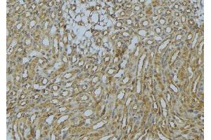 ABIN6273016 at 1/100 staining Mouse kidney tissue by IHC-P. (SNX17 抗体  (N-Term))