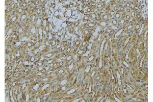 ABIN6273016 at 1/100 staining Mouse kidney tissue by IHC-P. (SNX17 抗体  (N-Term))