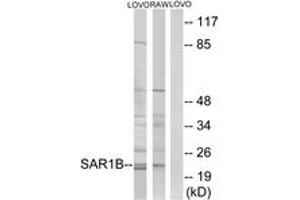 Western blot analysis of extracts from LOVO/RAW264. (SAR1B 抗体  (AA 111-160))