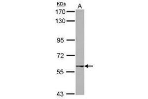 Image no. 1 for anti-GTP Binding Protein 2 (GTPBP2) (AA 1-179) antibody (ABIN1498565) (GTPBP2 抗体  (AA 1-179))