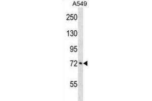 Western Blotting (WB) image for anti-Ataxin 1-Like (ATXN1L) antibody (ABIN3000473) (Ataxin 1-Like 抗体)
