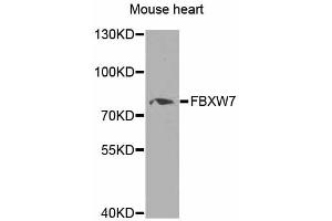 Western blot analysis of extracts of mouse heart, using FBXW7 antibody (ABIN5975397) at 1/1000 dilution. (FBXW7 抗体)