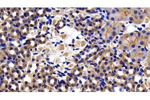 Detection of CASP8 in Mouse Kidney Tissue using Polyclonal Antibody to Caspase 8 (CASP8) (Caspase 8 抗体  (AA 219-376))
