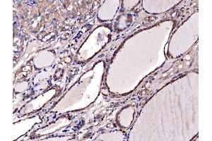 IHC analysis of Gephyrin/GPHN using anti-Gephyrin/GPHN antibody (ABIN7600086). (Gephyrin 抗体  (AA 148-736))