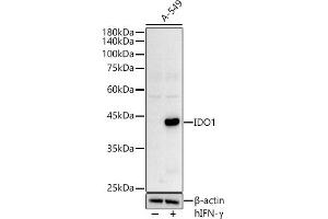 Western blot analysis of extracts of A-549 cells, using IDO1 Rabbit pAb antibody (ABIN3022248, ABIN3022249, ABIN1513093 and ABIN6218692) at 1:500 dilution. (IDO1 抗体  (AA 204-403))