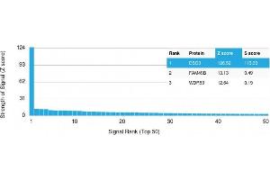 Analysis of Protein Array containing more than 19,000 full-length human proteins using Desmoglein-3 Mouse Monoclonal Antibody (DSG3/2796) Z- and S- Score: The Z-score represents the strength of a signal that a monoclonal antibody (Monoclonal Antibody) (in combination with a fluorescently-tagged anti-IgG secondary antibody) produces when binding to a particular protein on the HuProtTM array. (Desmoglein 3 抗体  (AA 379-491))