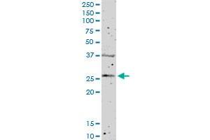 FGFBP1 MaxPab polyclonal antibody. (FGFBP1 抗体  (AA 1-234))