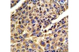 Immunohistochemistry (IHC) image for anti-Voltage-Dependent Anion Channel 1 (VDAC1) (AA 1-30) antibody (ABIN3029777)