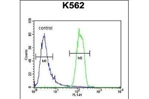 OR2M3 Antibody (C-term) (ABIN654818 and ABIN2844491) flow cytometric analysis of K562 cells (right histogram) compared to a negative control cell (left histogram). (OR2M3 抗体  (C-Term))