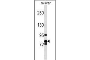 Western blot analysis in mouse liver tissue lysates (35ug/lane). (Cyclin F 抗体  (AA 496-524))