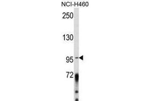 Image no. 1 for anti-A Kinase (PRKA) Anchor Protein 3 (AKAP3) (Middle Region) antibody (ABIN452728) (AKAP3 抗体  (Middle Region))