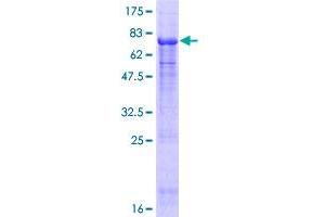 NUP43 Protein (AA 1-380) (GST tag)