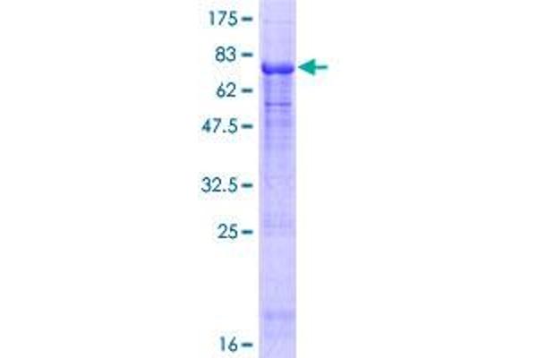 NUP43 Protein (AA 1-380) (GST tag)