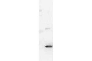 Western Blot showing detection of Mouse IL-17A. (Interleukin 17a 抗体)
