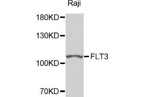Western blot analysis of extracts of Raji cells, using FLT3 antibody. (FLT3 抗体)