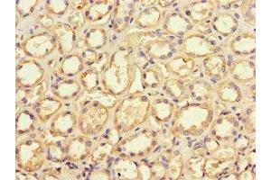 Immunohistochemistry of paraffin-embedded human kidney tissue using ABIN7149644 at dilution of 1:100 (GRID2IP 抗体  (AA 35-156))
