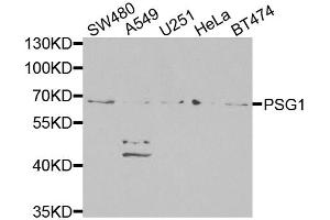 Western blot analysis of extracts of various cell lines, using PSG1 antibody (ABIN6293474) at 1:1000 dilution. (PSG1 抗体)