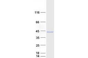Western Blotting (WB) image for Peroxisomal Biogenesis Factor 19 (PEX19) (Transcript Variant 1) protein (Myc-DYKDDDDK Tag) (ABIN2728692)