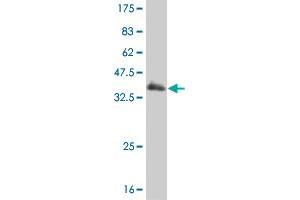 Western Blot detection against Immunogen (36. (EGR1 抗体  (AA 444-543))