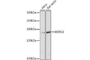 Western blot analysis of extracts of various cell lines using WDR33 Polyclonal Antibody at dilution of 1:3000. (WDR33 抗体)