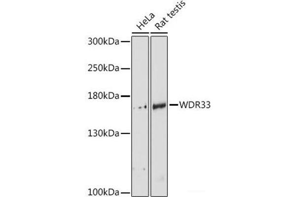 WDR33 抗体