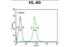 Flow Cytometry (FACS) image for anti-ATP-Binding Cassette, Sub-Family D (Ald), Member 1 (ABCD1) (AA 264-293), (Middle Region) antibody (ABIN950202)