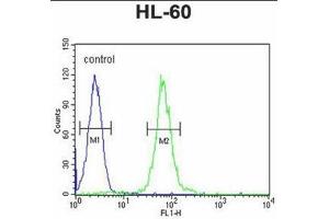 ABCD1 Antibody (Center) flow cytometric analysis of HL-60 cells (right histogram) compared to a negative control cell (left histogram). (ABCD1 抗体  (Middle Region))