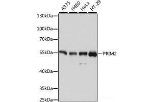 Western blot analysis of extracts of various cell lines using PRIM2 Polyclonal Antibody at dilution of 1:3000. (PRIM2 抗体)
