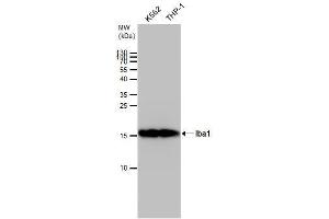 WB Image Iba1 antibody detects Iba1 protein by western blot analysis. (Iba1 抗体)