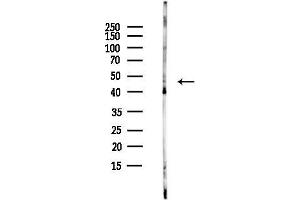 anti-Vacuolar Protein Sorting 26 Homolog B (VPS26B) (Internal Region) antibody