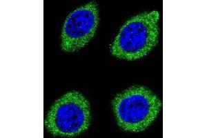Immunofluorescence (IF) image for anti-Hydroxysteroid (11-Beta) Dehydrogenase 1-Like (HSD11B1L) antibody (ABIN2996215) (HSD11B1L 抗体)