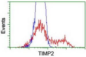 HEK293T cells transfected with either RC209796 overexpress plasmid (Red) or empty vector control plasmid (Blue) were immunostained by anti-TIMP2 antibody (ABIN2455371), and then analyzed by flow cytometry. (TIMP2 抗体)