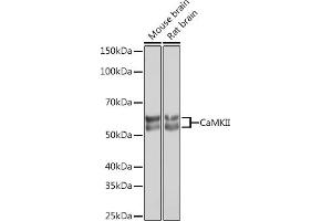 Western blot analysis of extracts of various cell lines, using CaMKII Rabbit mAb (ABIN3015112, ABIN3015113, ABIN1679768 and ABIN1679769) at 1:1000 dilution. (CAMK2B 抗体)