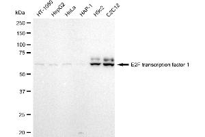 Western blotting analysis using E2F transcription factor 1 antibody (ABIN7798413). (Recombinant E2F1 抗体)