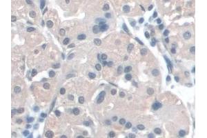 Detection of BANF1 in Human Stomach Tissue using Polyclonal Antibody to Barrier To Autointegration Factor 1 (BANF1) (BANF1 抗体  (AA 2-89))