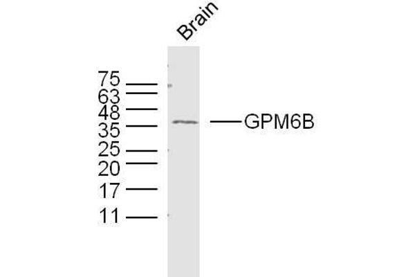 GPM6B 抗体  (AA 1-100)