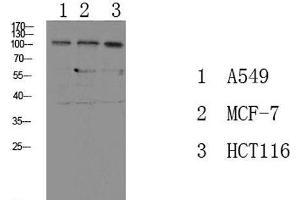 Western Blot analysis of various cells using Phospho-Na+/K+-ATPase alpha1 (Tyr260) Polyclonal Antibody at dilution of 1:1000. (ATP1A1 抗体  (pTyr260))