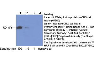 Image no. 1 for anti-E2 Tag antibody (ABIN1573900)