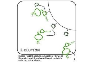 Image no. 1 for Rho1D4 MagBeads (ABIN3199266) (Rho1D4 MagBeads)