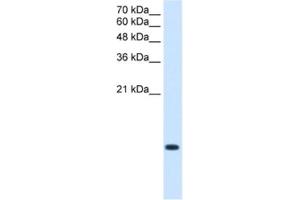 Western Blotting (WB) image for anti-BRICK1, SCAR/WAVE Actin-Nucleating Complex Subunit (BRK1) antibody (ABIN2463416) (BRK1 抗体)