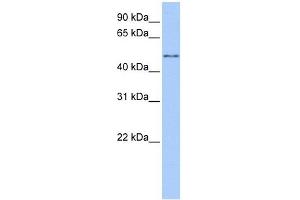 CCT8L2 antibody used at 1 ug/ml to detect target protein. (CCT8L2 抗体)