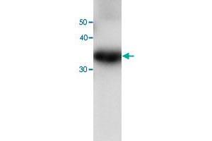 Western blot analysis of recombinant PRDX6 protein with PRDX6 monoclonal antibody, clone 36  at 1:1000 dilution. (Peroxiredoxin 6 抗体)