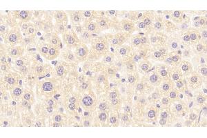 Detection of RBP2 in Mouse Liver Tissue using Polyclonal Antibody to Retinol Binding Protein 2, Cellular (RBP2) (RBP2 抗体  (AA 1-134))