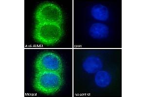 (ABIN184952) Immunofluorescence analysis of paraformaldehyde fixed HepG2 cells, permeabilized with 0. (ALMS1 抗体  (C-Term))