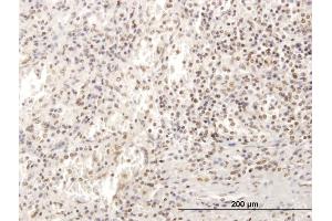 Immunoperoxidase of purified MaxPab antibody to SP100 on formalin-fixed paraffin-embedded human spleen. (SP100 抗体  (AA 1-480))